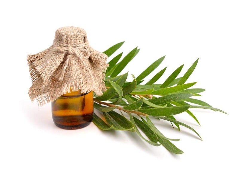 Hỉnh ảnh dầu cây trà