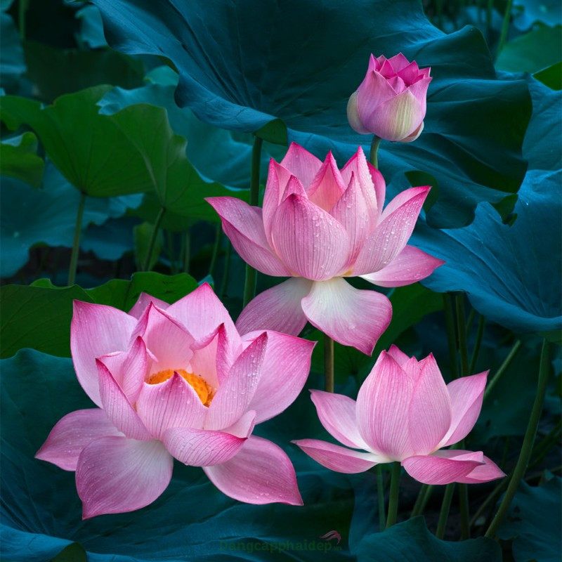 Khám phá 3 công dụng dưỡng da đáng kinh ngạc của hoa sen